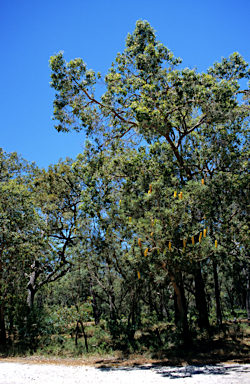 APII jpeg image of Banksia attenuata  © contact APII