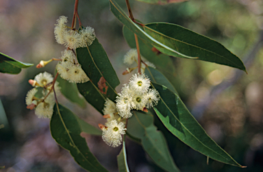 APII jpeg image of Eucalyptus marginata  © contact APII