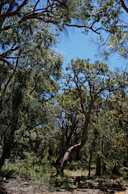 APII jpeg image of Banksia attenuata  © contact APII