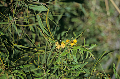 APII jpeg image of Acacia rostellifera  © contact APII