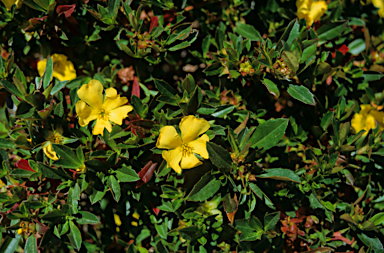 APII jpeg image of Hibbertia cuneiformis  © contact APII