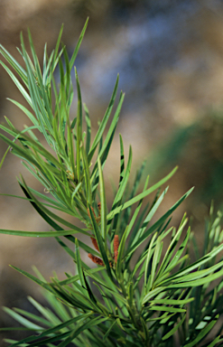 APII jpeg image of Podocarpus drouynianus  © contact APII