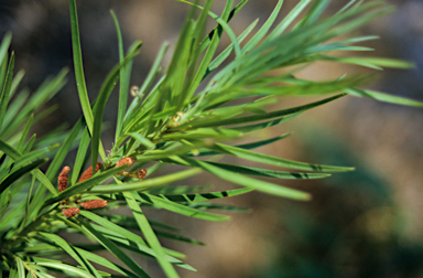 APII jpeg image of Podocarpus drouynianus  © contact APII