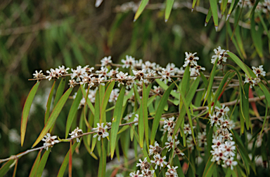 APII jpeg image of Agonis flexuosa  © contact APII