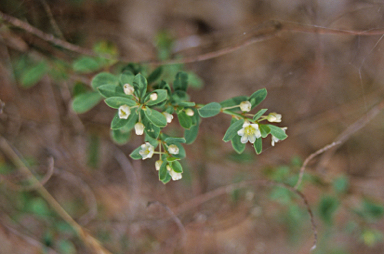 APII jpeg image of Phyllanthus calycinus  © contact APII