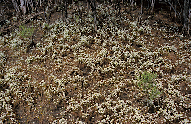 APII jpeg image of Rhodanthe pyrethrum  © contact APII