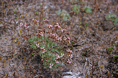 APII jpeg image of Stylidium calcaratum  © contact APII