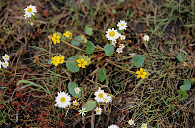 APII jpeg image of Rhodanthe pyrethrum  © contact APII