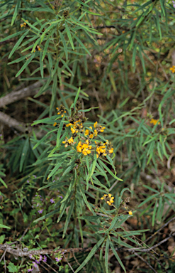 APII jpeg image of Callistachys lanceolata  © contact APII