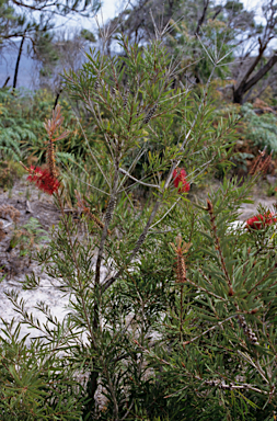 APII jpeg image of Callistemon glaucus  © contact APII