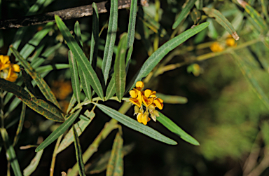 APII jpeg image of Callistachys lanceolata  © contact APII