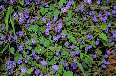 APII jpeg image of Dampiera hederacea  © contact APII