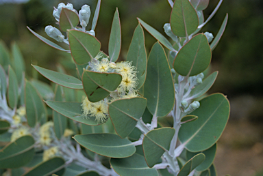 APII jpeg image of Eucalyptus pleurocarpa  © contact APII