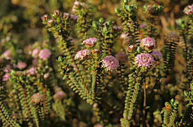 APII jpeg image of Pimelea ferruginea  © contact APII