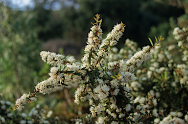 APII jpeg image of Hakea ilicifolia  © contact APII