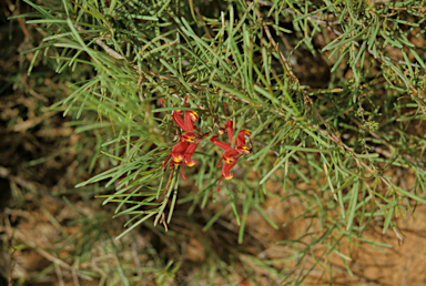 APII jpeg image of Grevillea nudiflora  © contact APII