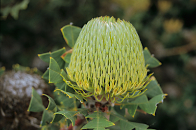 APII jpeg image of Banksia baxteri  © contact APII