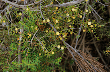 APII jpeg image of Acacia ingrata  © contact APII