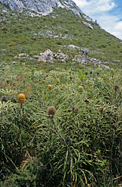 APII jpeg image of Banksia speciosa  © contact APII