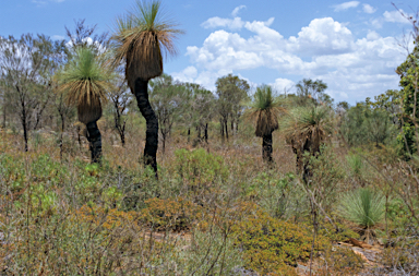 APII jpeg image of Xanthorrhoea preissii  © contact APII