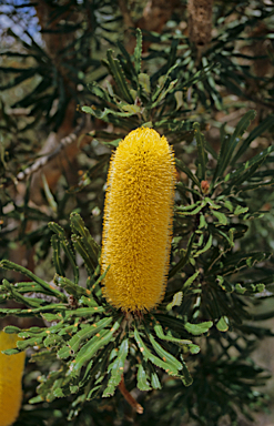 APII jpeg image of Banksia attenuata  © contact APII