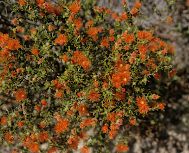 APII jpeg image of Eremaea pauciflora  © contact APII