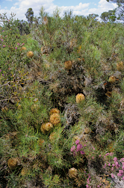 APII jpeg image of Banksia incana  © contact APII