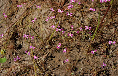 APII jpeg image of Stylidium longitubum  © contact APII