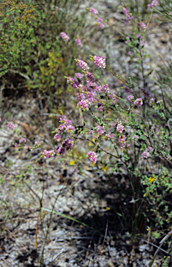 APII jpeg image of Verticordia bifimbriata  © contact APII