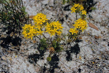 APII jpeg image of Calytrix flavescens  © contact APII