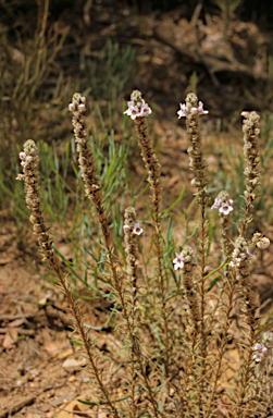 APII jpeg image of Hemiphora bartlingii  © contact APII