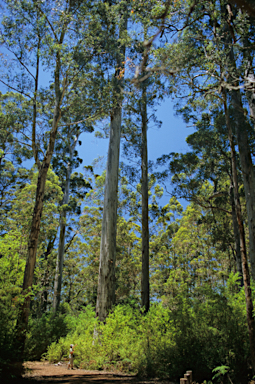 APII jpeg image of Eucalyptus diversicolor  © contact APII