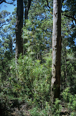 APII jpeg image of Podocarpus drouynianus  © contact APII