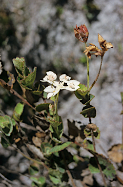 APII jpeg image of Xanthosia rotundifolia  © contact APII