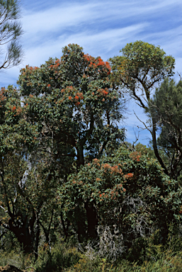 APII jpeg image of Corymbia ficifolia  © contact APII