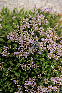 APII jpeg image of Andersonia sprengelioides  © contact APII