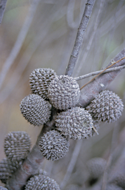 APII jpeg image of Allocasuarina acutivalvis  © contact APII