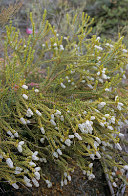 APII jpeg image of Lachnostachys albicans  © contact APII