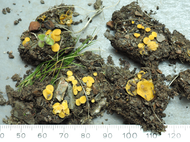 APII jpeg image of Phaeohelotium undulatum?  © contact APII