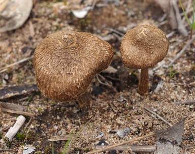 APII jpeg image of Inocybe subferruginea  © contact APII