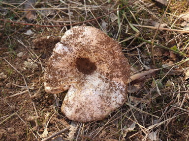 APII jpeg image of Russula erumpens  © contact APII