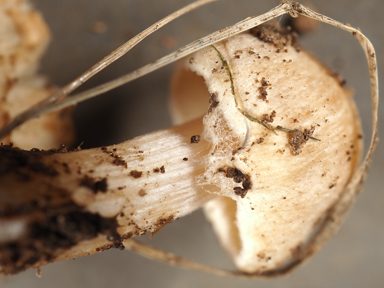 APII jpeg image of Inocybe sindonia  © contact APII