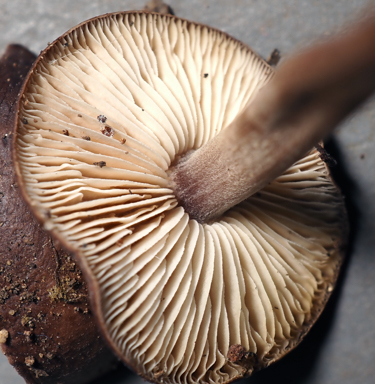 APII jpeg image of Gymnopus sp.  © contact APII