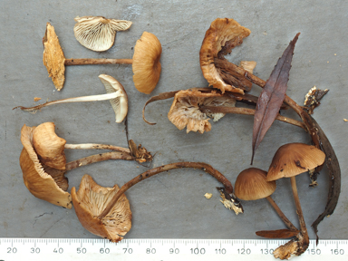 APII jpeg image of Gymnopus sp.  © contact APII