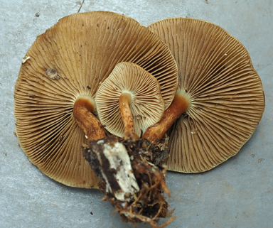 APII jpeg image of Pholiota communis  © contact APII