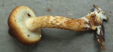 APII jpeg image of Pholiota communis  © contact APII