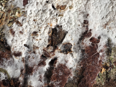 APII jpeg image of Ceraceomyces serpens???????????  © contact APII