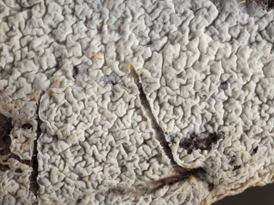 APII jpeg image of Ceraceomyces serpens???????????  © contact APII