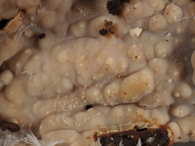 APII jpeg image of Gloiothele lactescens??  © contact APII