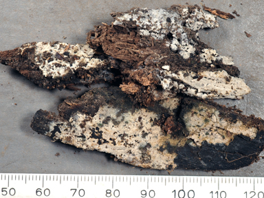 APII jpeg image of Hypochnicium punctulatum  © contact APII